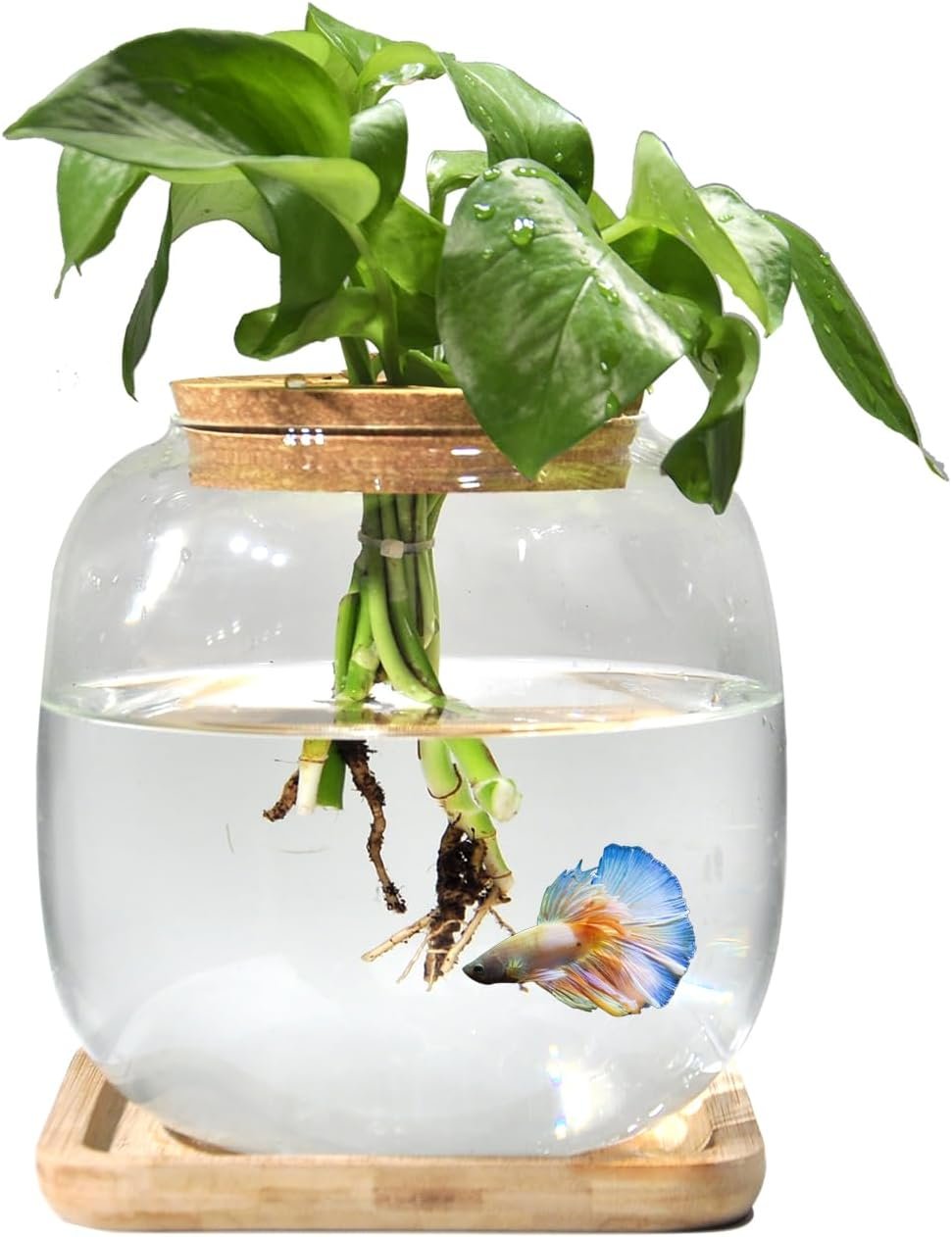 Betta Fish Bowl Glass Small Fish Tank with Bamboo Stand, Plant Propagation Station Hydroponic Terrarium with Lid beta Fish Aquariums 0.6 Gallon