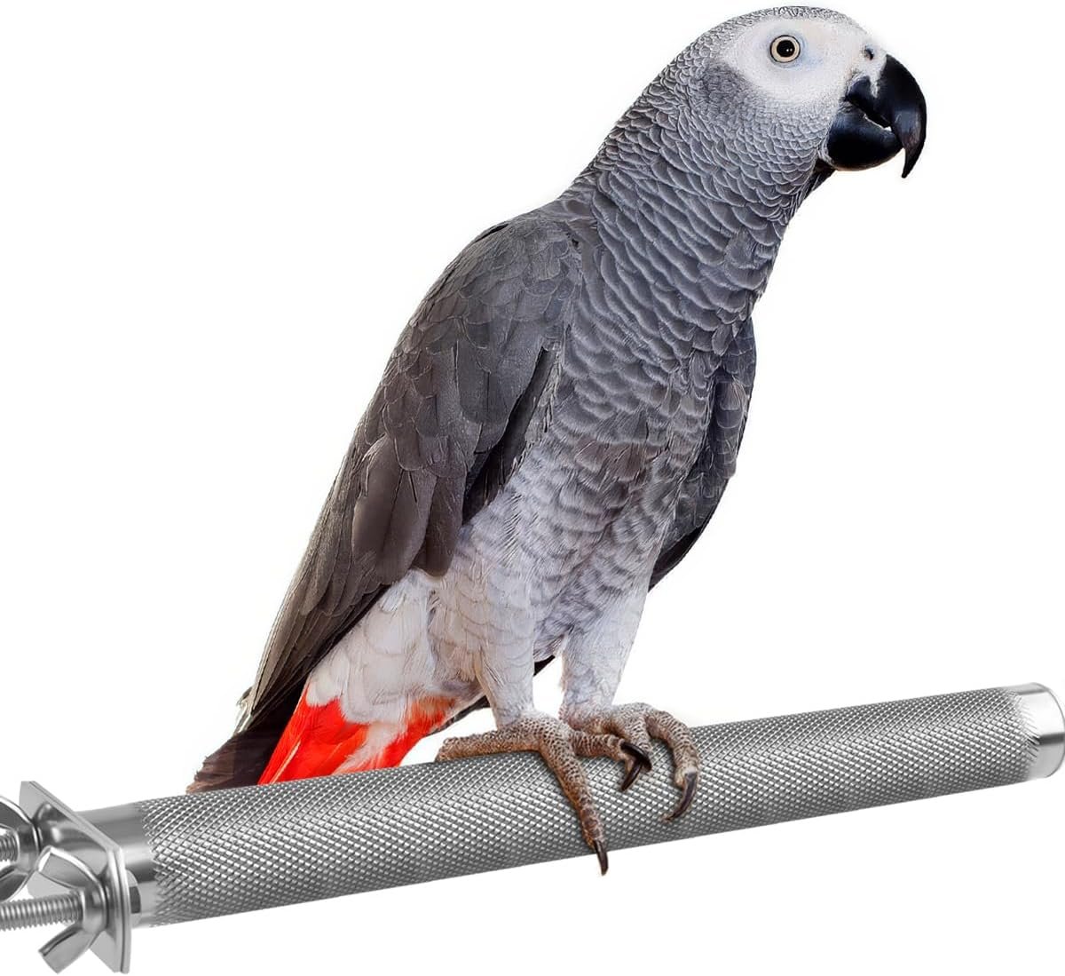 KATUMO Bird Perch – Stainless Steel – Rough Surface Stand for Small to Medium Parrots (9.8 x 1.0 inch)