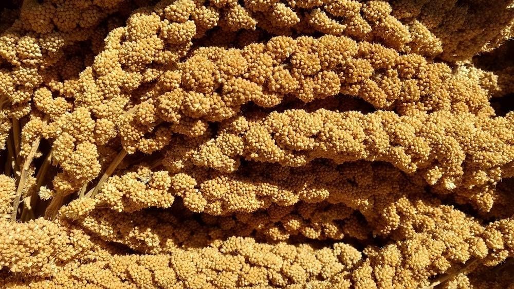 California Golden Spray Millet for Birds – Premium Spray Millet