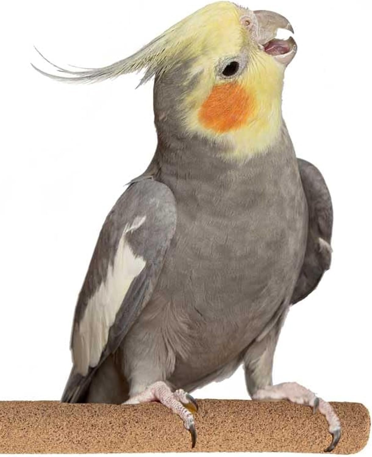 Super Bird Creations Sure-Grip Grooming Perch, Medium