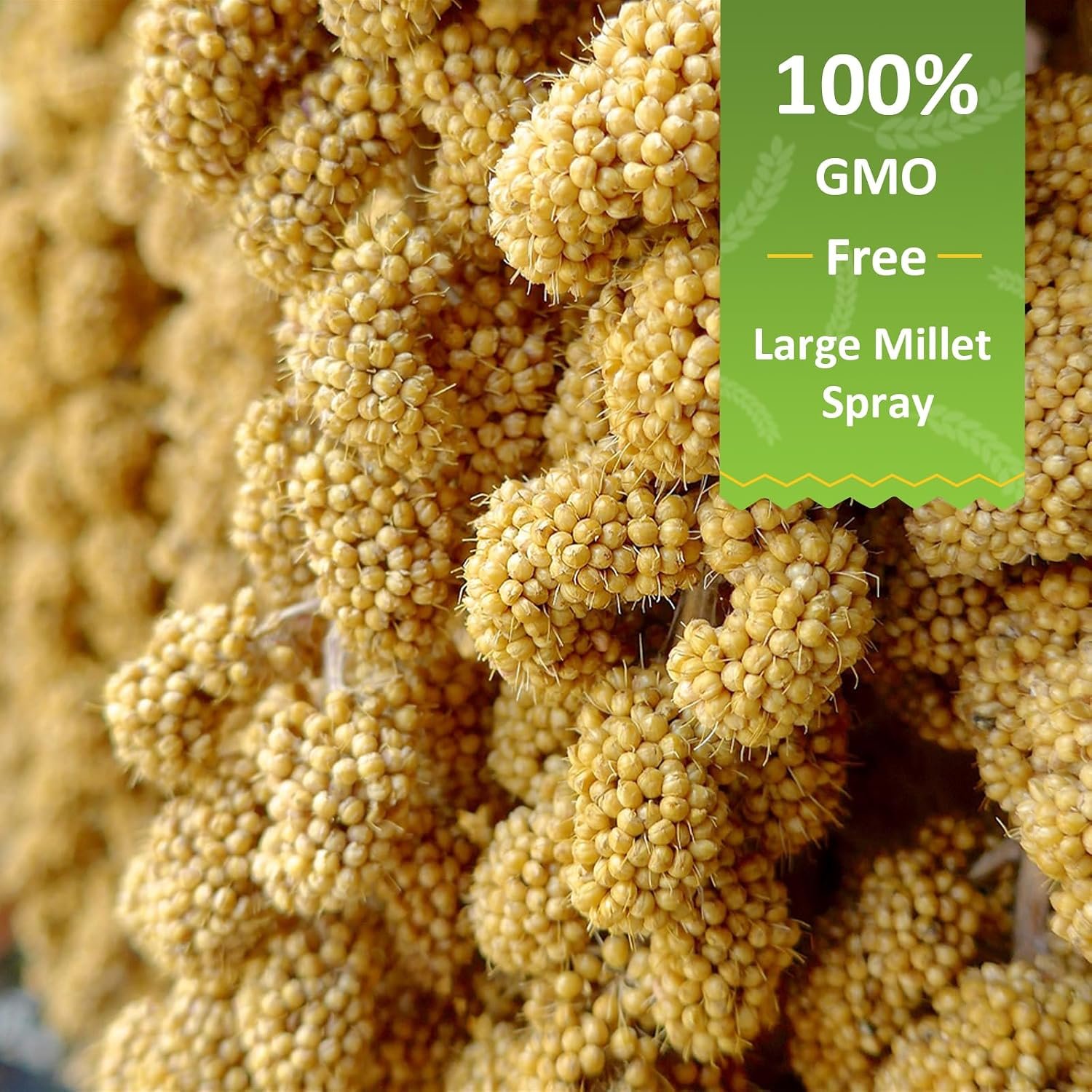 Spray Millet for Birds 5LB – All Natural Sun-Dried Healthy Treat, Millet Spray for Parakeets, Parrots, Lovebirds, Cockatiels Food, 100% Non-GMO High Protein Fresh Bird Seed