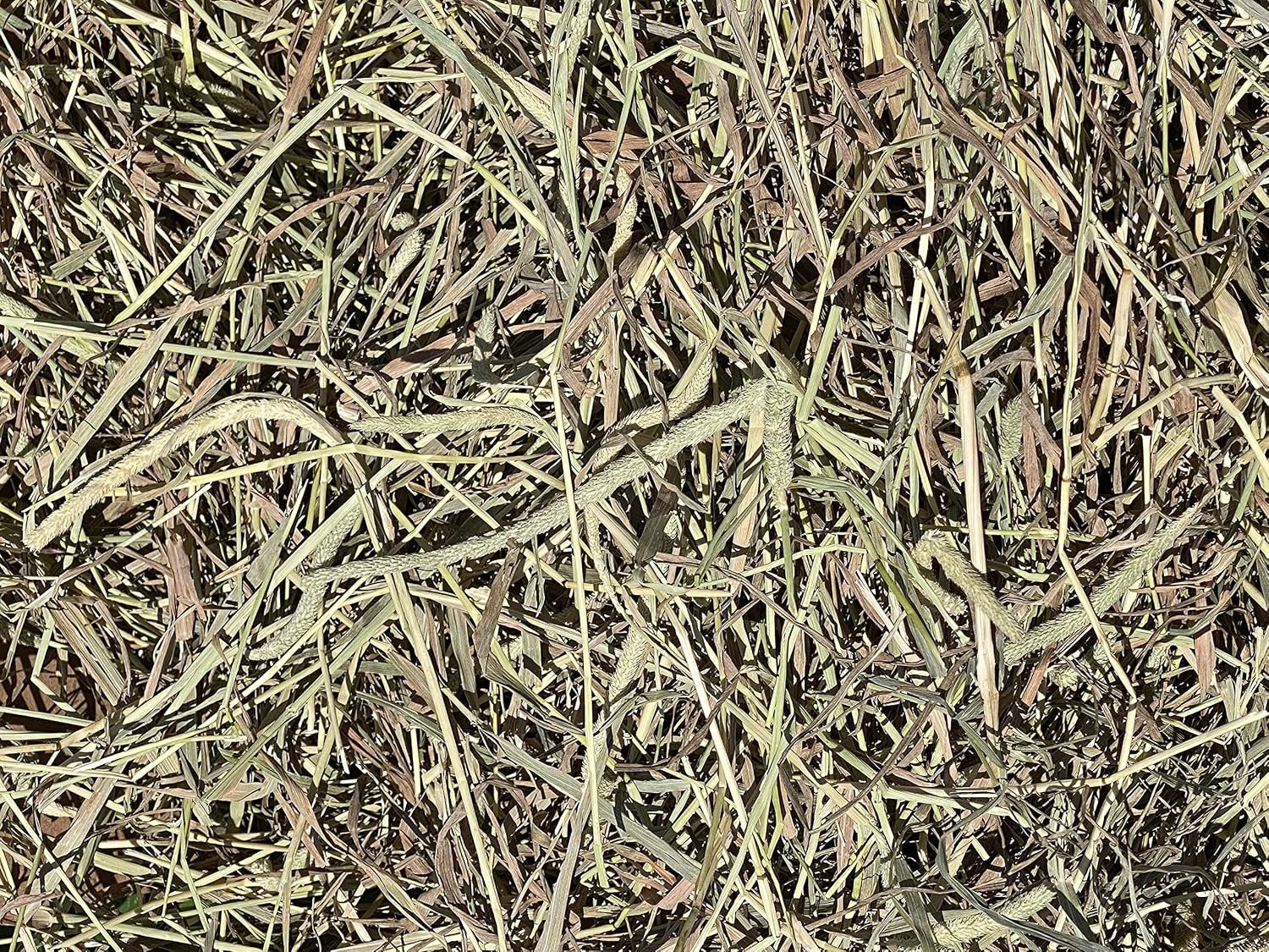 FPS Fox Peak Timothy Hay Rabbits, Guinea Pigs, Chinchilla Food (10+ lb.)